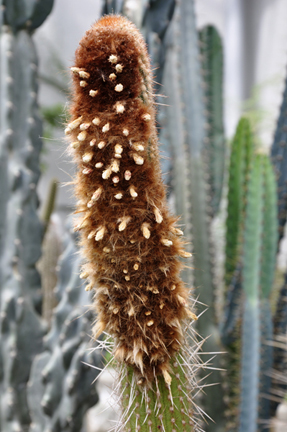 cacti at the International Peace Garden